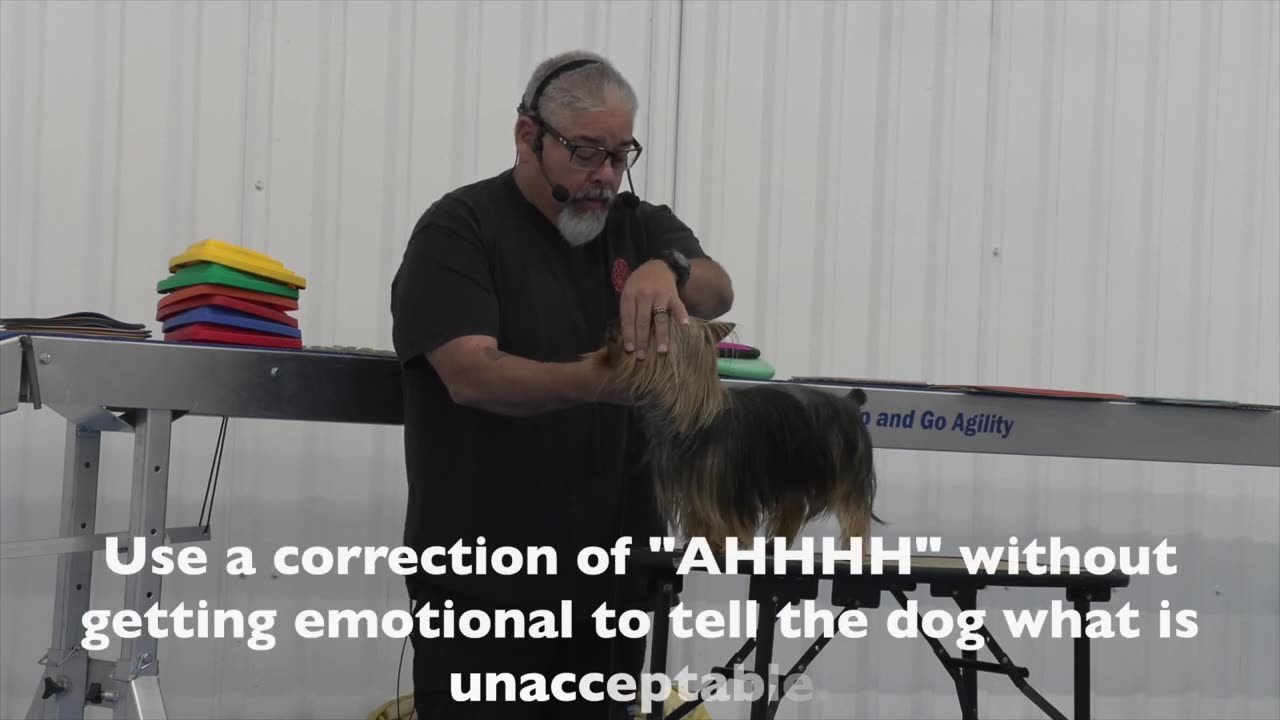 How to train a dog? Don't worry. Dog training tactics.