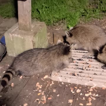Sunny The Raccoon And Her Teenagers | Part 1 | Update August 31st 2023 | #shorts