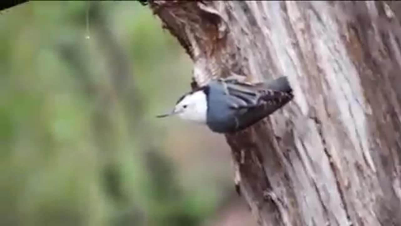 Birds Nest Nature