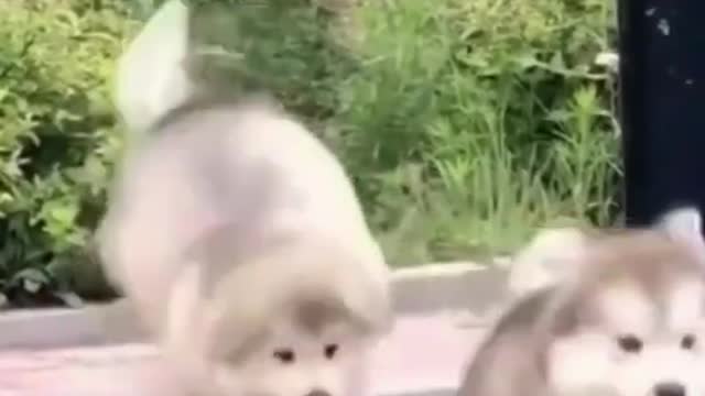 Funny and Cute Puppies Fail Walking In The Park #Short