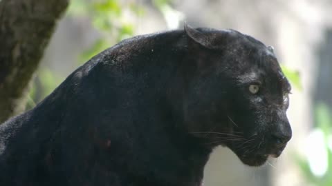 Black panther ! Black jaguar