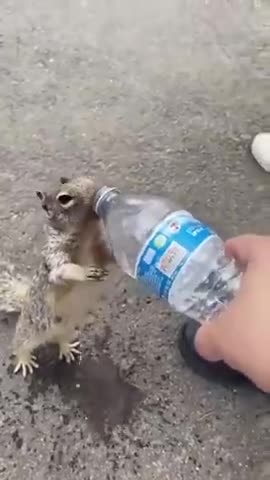 THIRSTY SQUIRREL ASKS HUMAN FOR A DRINK OF WATER