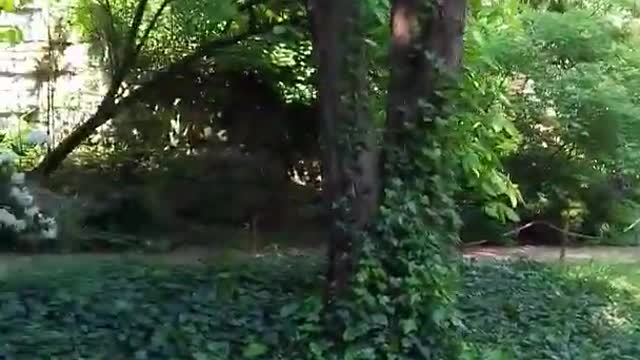 Rhododendron yellow & pink लालीगुंरास