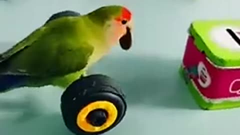 Cute bird funny