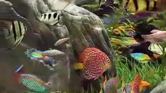 The fish lingered and waited to be eaten