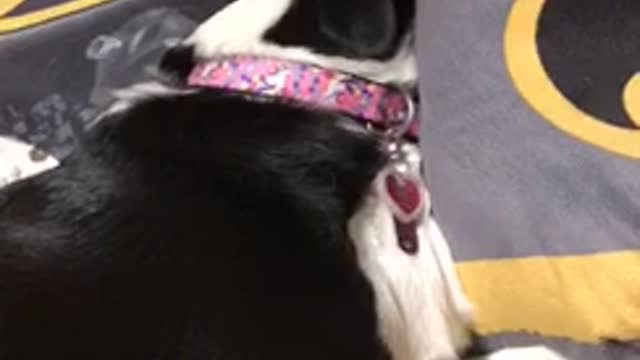 Sleeping dog hears “walk”