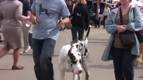 Dog Training Video