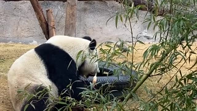 Kind of like when you steal food # Panda