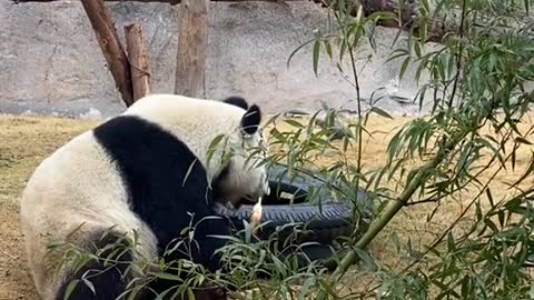 Kind of like when you steal food # Panda