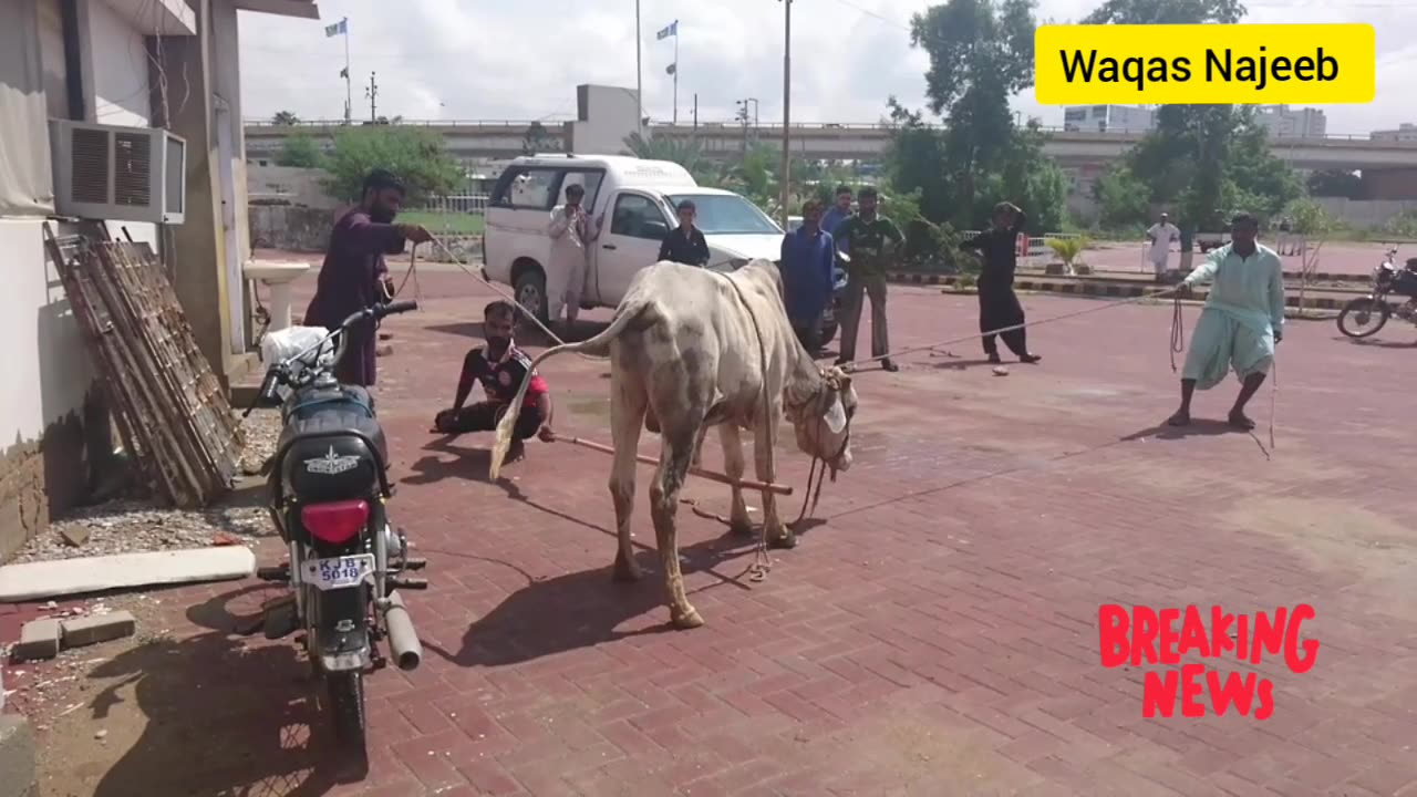 Dangerous Cow