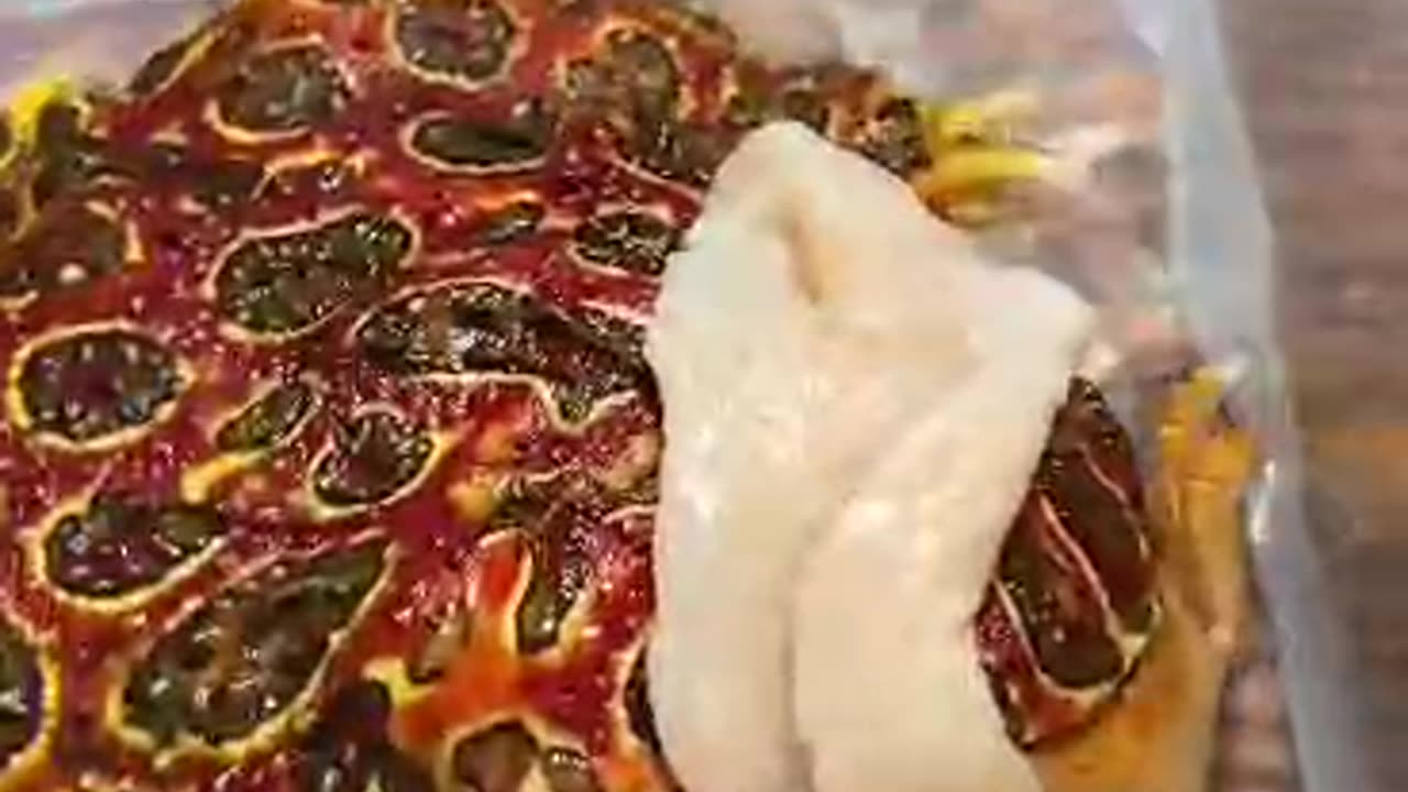 Enjoy with Funny animals frogs 🐸😂😂😂