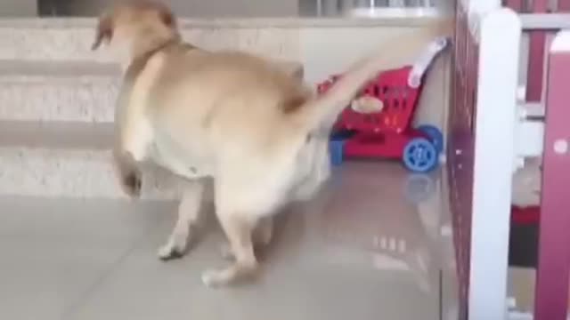 Funniest Cats and Dogs 🐱🐶 Part 4