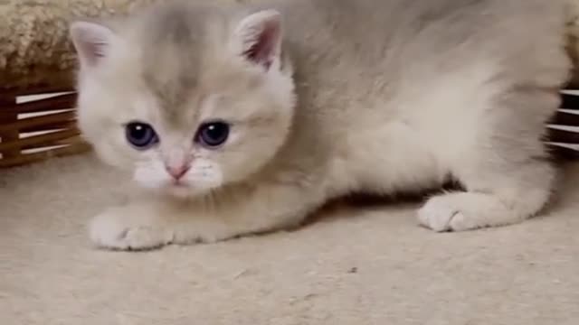 Baby Cat on the bucket