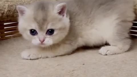 Baby Cat on the bucket