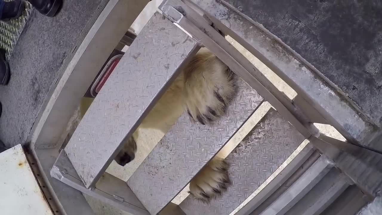 Polar Bear Encounter