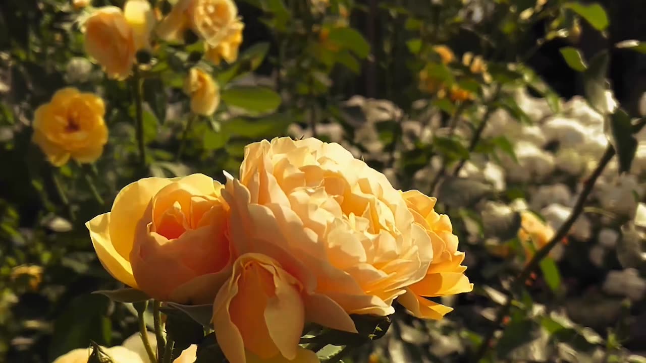A Beautiful Yellow Rose in Bloom