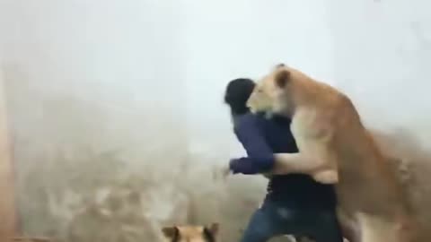 lion vs man animal this video very good