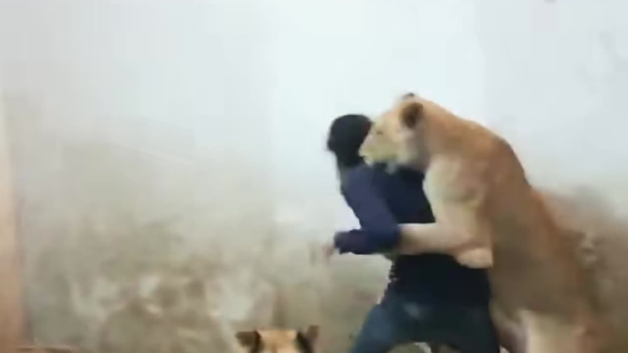 lion vs man animal this video very good