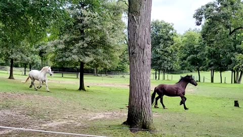 Beautiful sibling Friesian crosses running