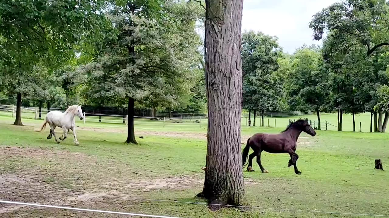 Beautiful sibling Friesian crosses running