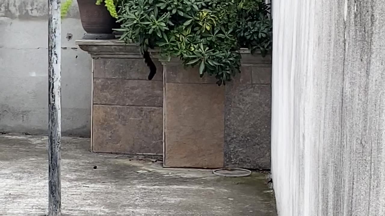 Cat's Meal Interrupted by a Feisty Feathered Foe