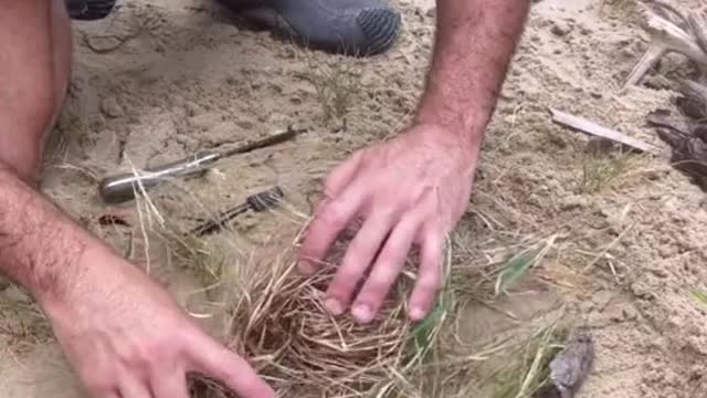 Catching fresh Prawns 🦐