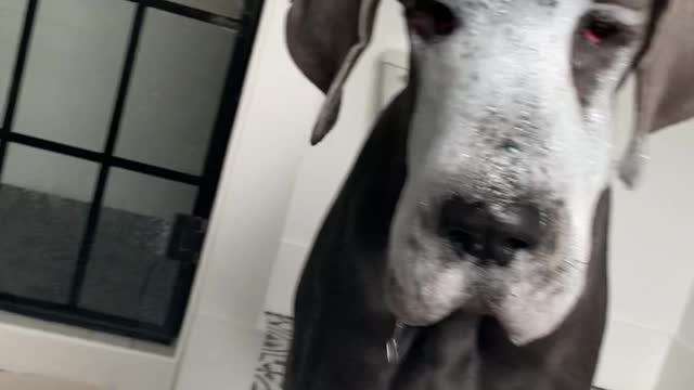 Great Dane Bobs for Toys in the Tub