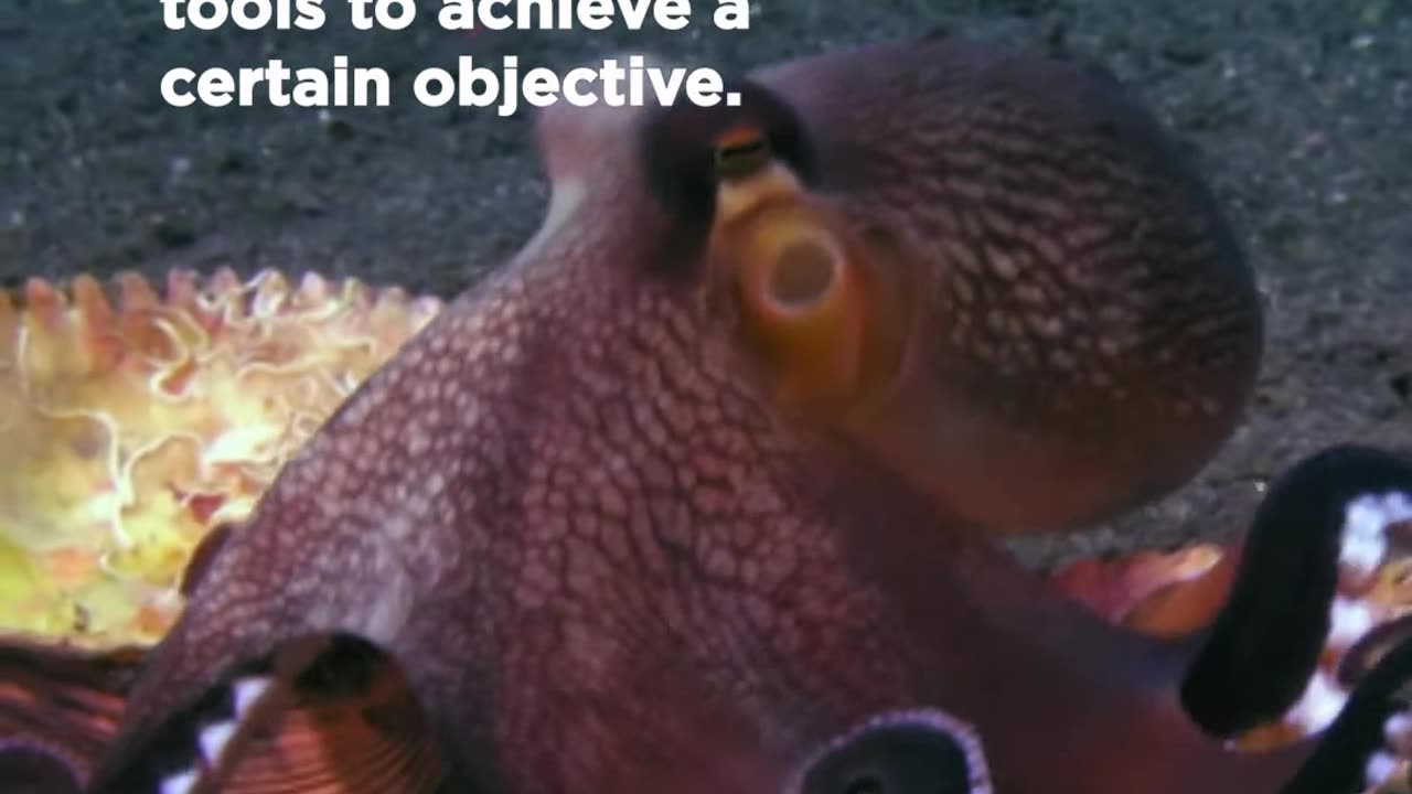 The coconut octopus is among the most intelligent invertebrates around 🐙 Smithsonian Channel