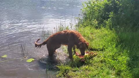 Golden Retriever Puppy Discovers How To Retrieve Lilly Pads