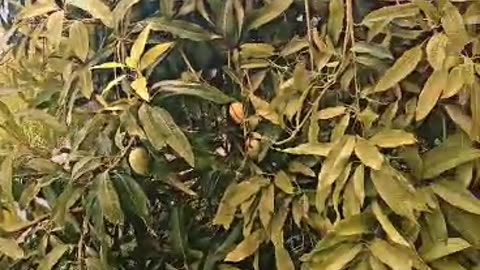There are many mangoes on the small tree
