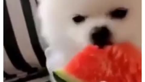 Funny_animals_#shorts_#funnyvideos(360p)