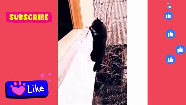 FUNNY PET VIDEO: THE CLIMBING CAT