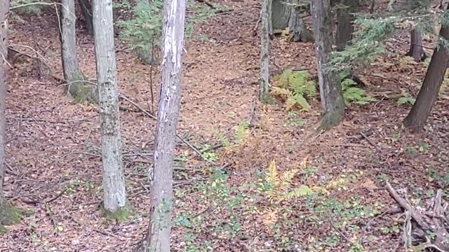 Bear Climbs Up Tree Stand