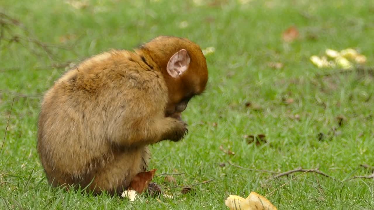 A Brown Monkey