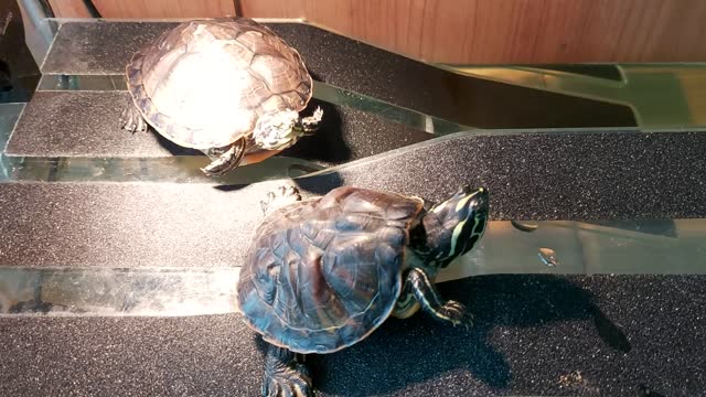 turtle's yawn