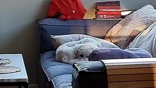 Cute pet