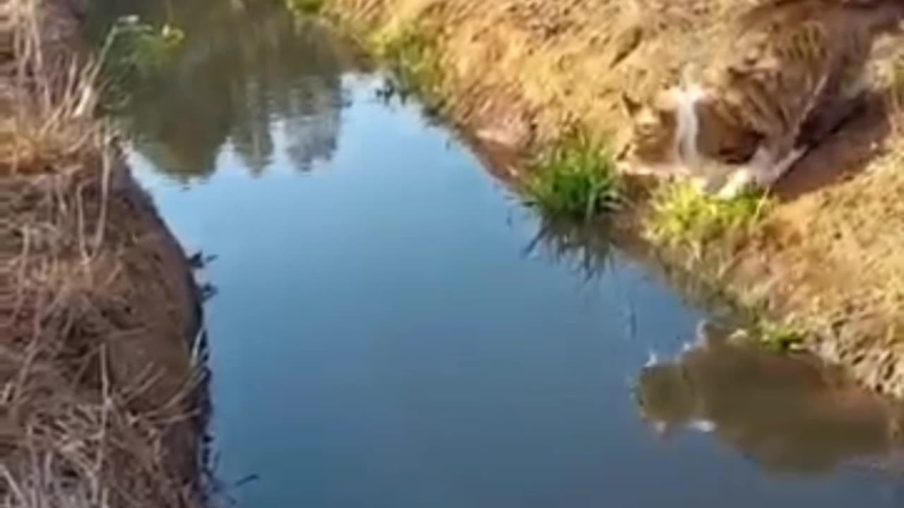Funny cats part 6)