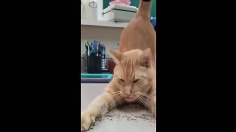 The Best Funny Cat Videos Of The 2023 - Funny Cats Compilation #19