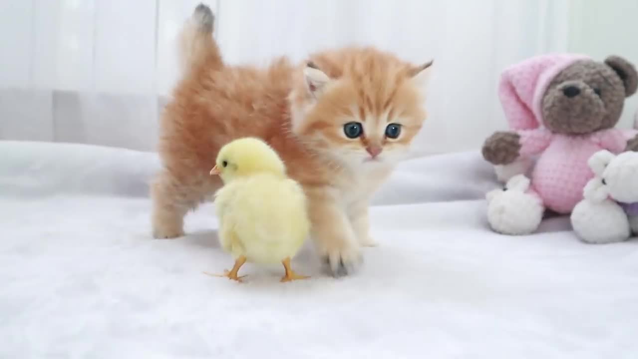 Fluffy orange meets with the yolk 🐥