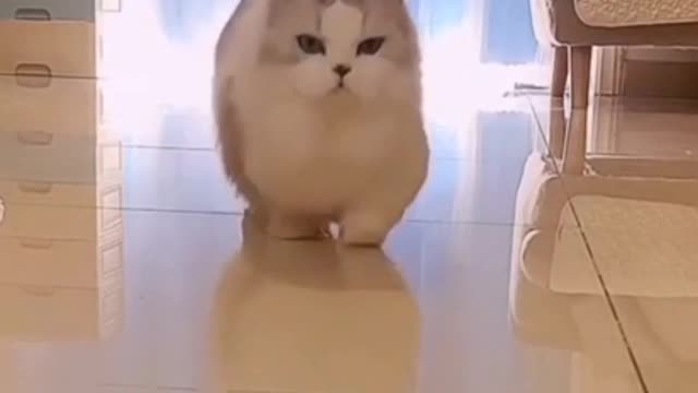 Nice cat