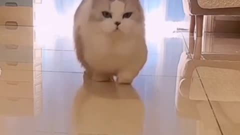 Nice cat