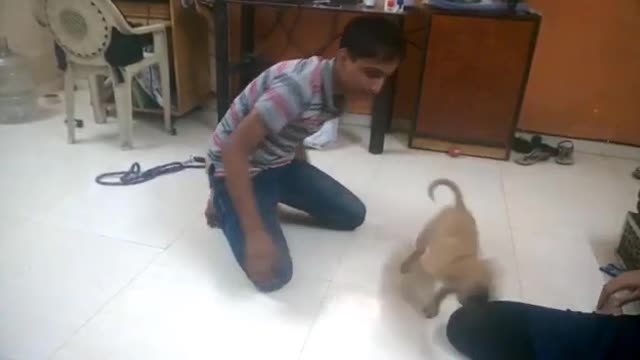 Cute Puppy Playing in Home | Puppy playing with family