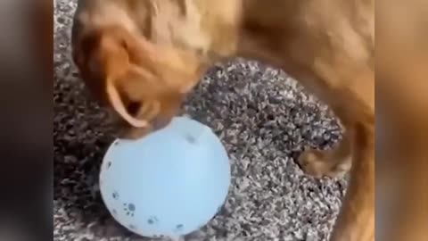 Dog and balloon