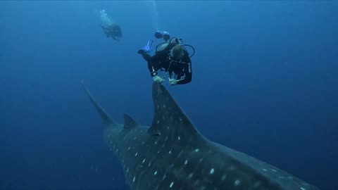 Researchers gently place satellite tracker on gigantic whale shark