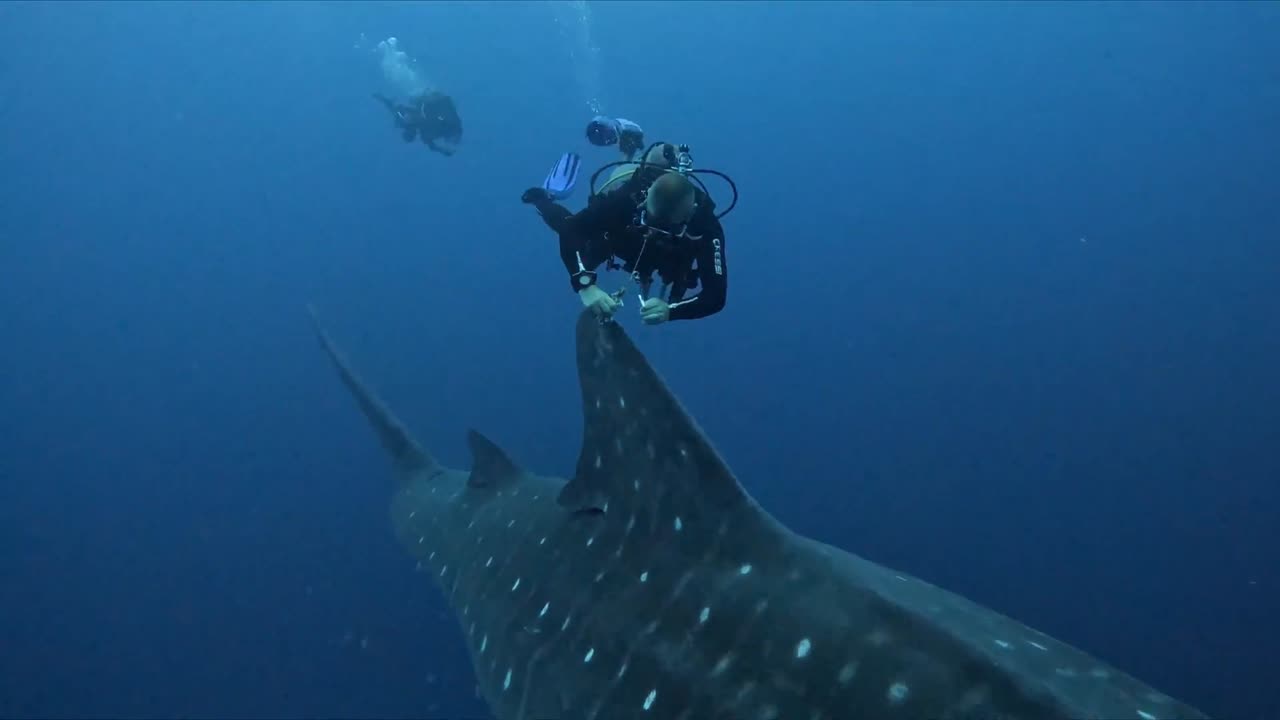 Researchers gently place satellite tracker on gigantic whale shark