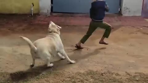 Dog Playing