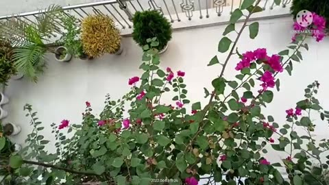 Simple Home gardening tips for beginners 100%guaranteed to learn about all in home gardening😻🌷