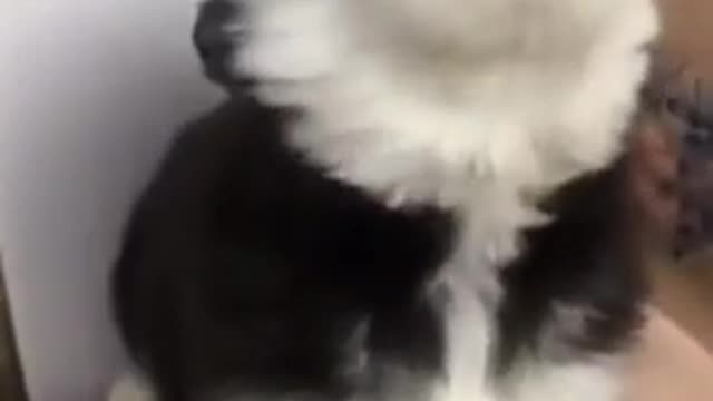 # Dog video🔥🔥🔥🔥 funny # 12#