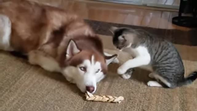 Funny husky