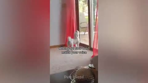 MUST WACHT:: FUNNY DOG REACTION